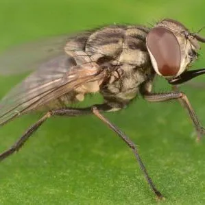 thumbnail for publication: Stable Fly Stomoxys calcitrans (L.) (Insecta: Diptera: Muscidae)